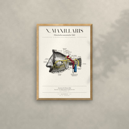 N. Maxillaris Anatomie-Poster im Eichenrahmen an heller Wand