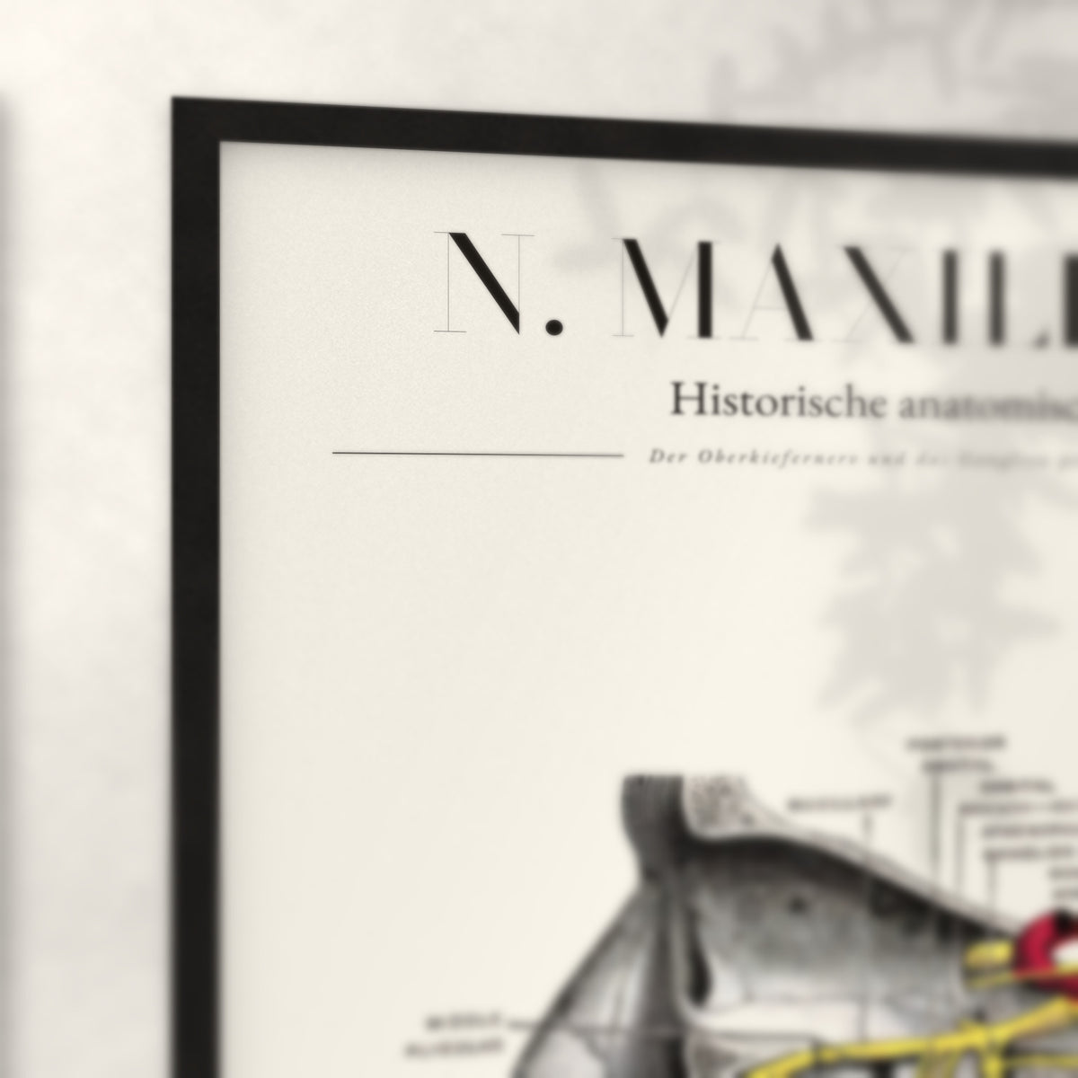 Nahaufnahme von Rahmenecke und Titel „N. Maxillaris“