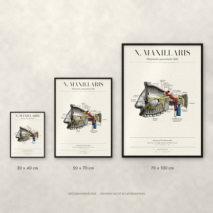 N. Maxillaris Poster im Größenvergleich: 30 × 40, 50 × 70 und 70 × 100 cm
