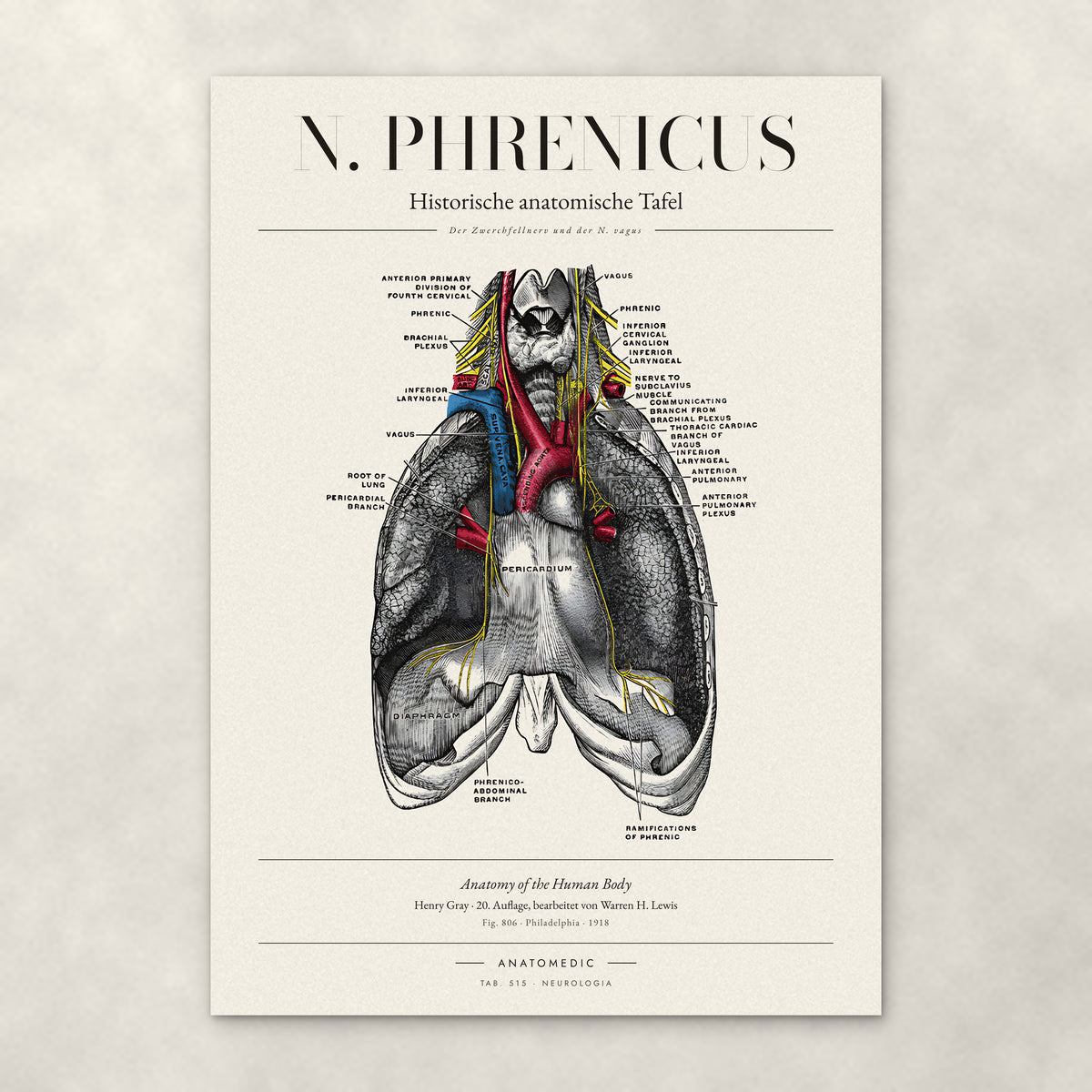 N. Phrenicus – Anatomie-Poster von ANATOMEDIC, historische anatomische Tafel: Der Zwerchfellnerv und der N. vagus