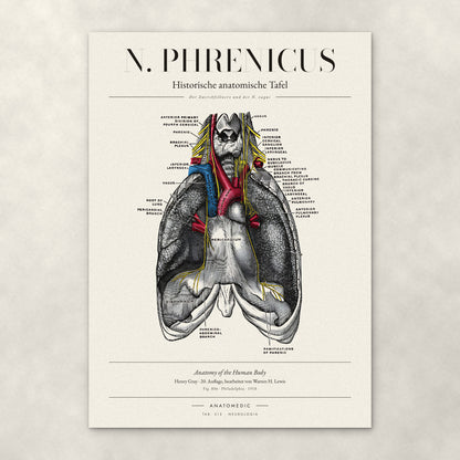 N. Phrenicus – Anatomie-Poster von ANATOMEDIC, historische anatomische Tafel: Der Zwerchfellnerv und der N. vagus
