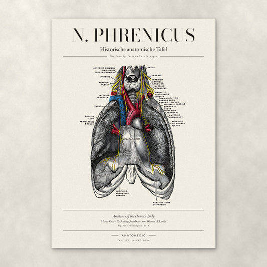 N. Phrenicus – Anatomie-Poster von ANATOMEDIC, historische anatomische Tafel: Der Zwerchfellnerv und der N. vagus