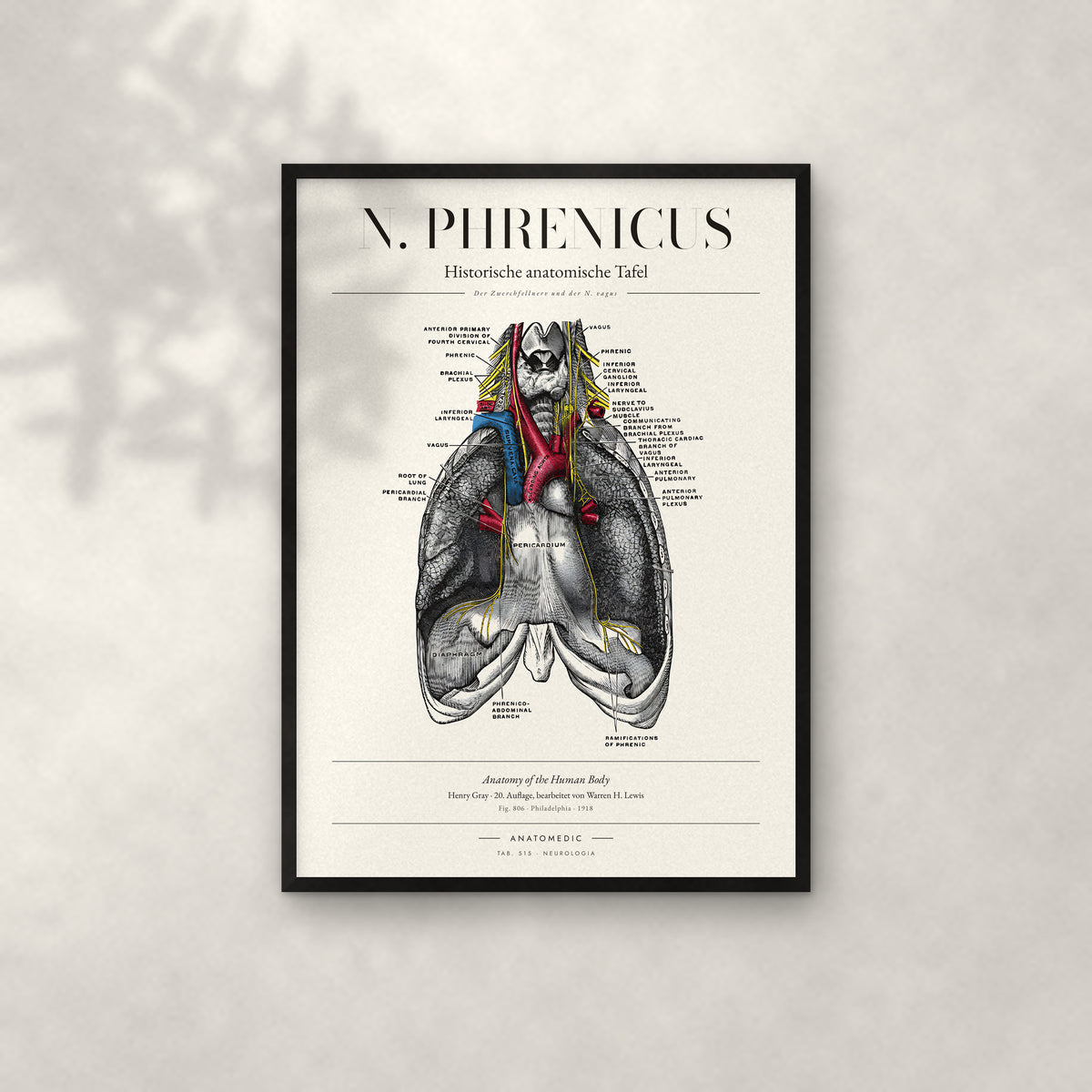 N. Phrenicus Anatomie-Poster im schwarzen Rahmen an heller Wand