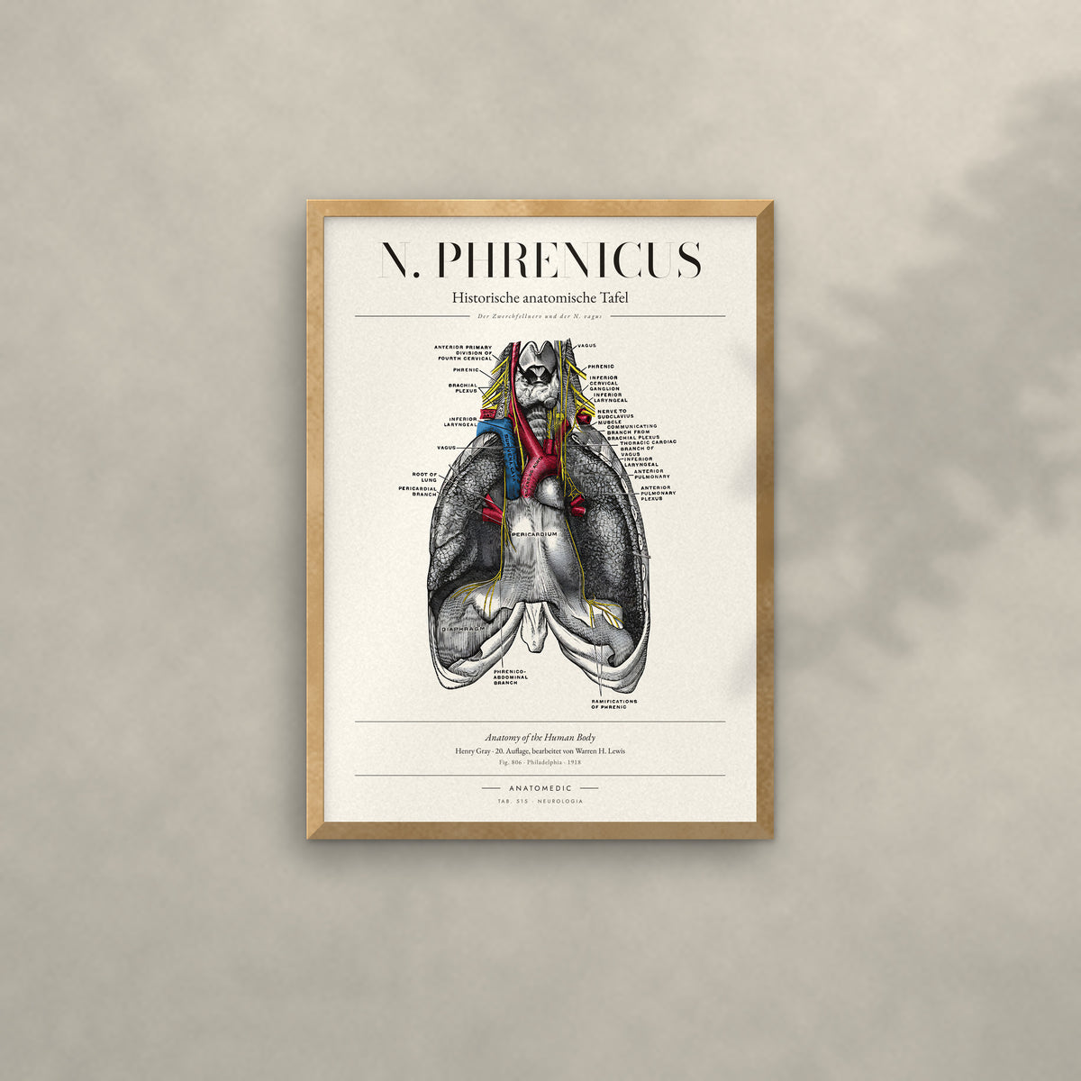 N. Phrenicus Anatomie-Poster im Eichenrahmen an heller Wand