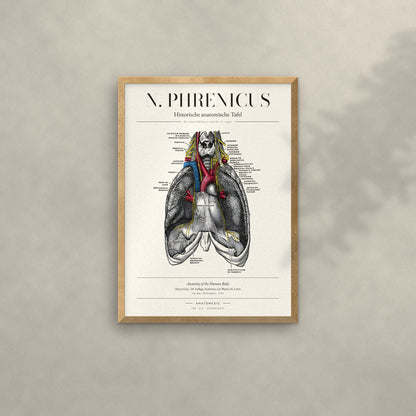 N. Phrenicus Anatomie-Poster im Eichenrahmen an heller Wand
