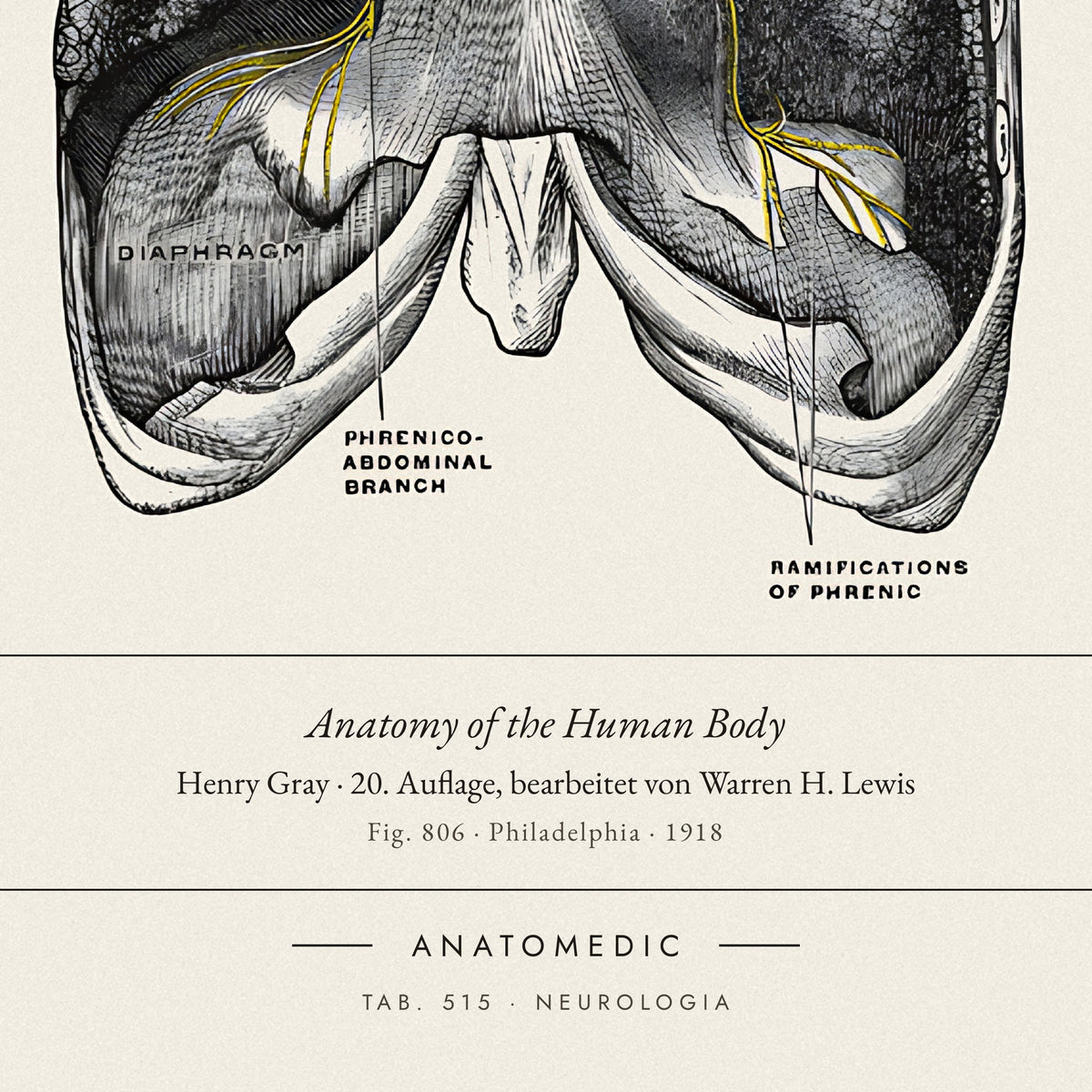 Nahaufnahme der Bildunterschrift: Anatomy of the Human Body · Henry Gray · 20. Auflage, bearbeitet von Warren H. Lewis, TAB. 515 · NEUROLOGIA