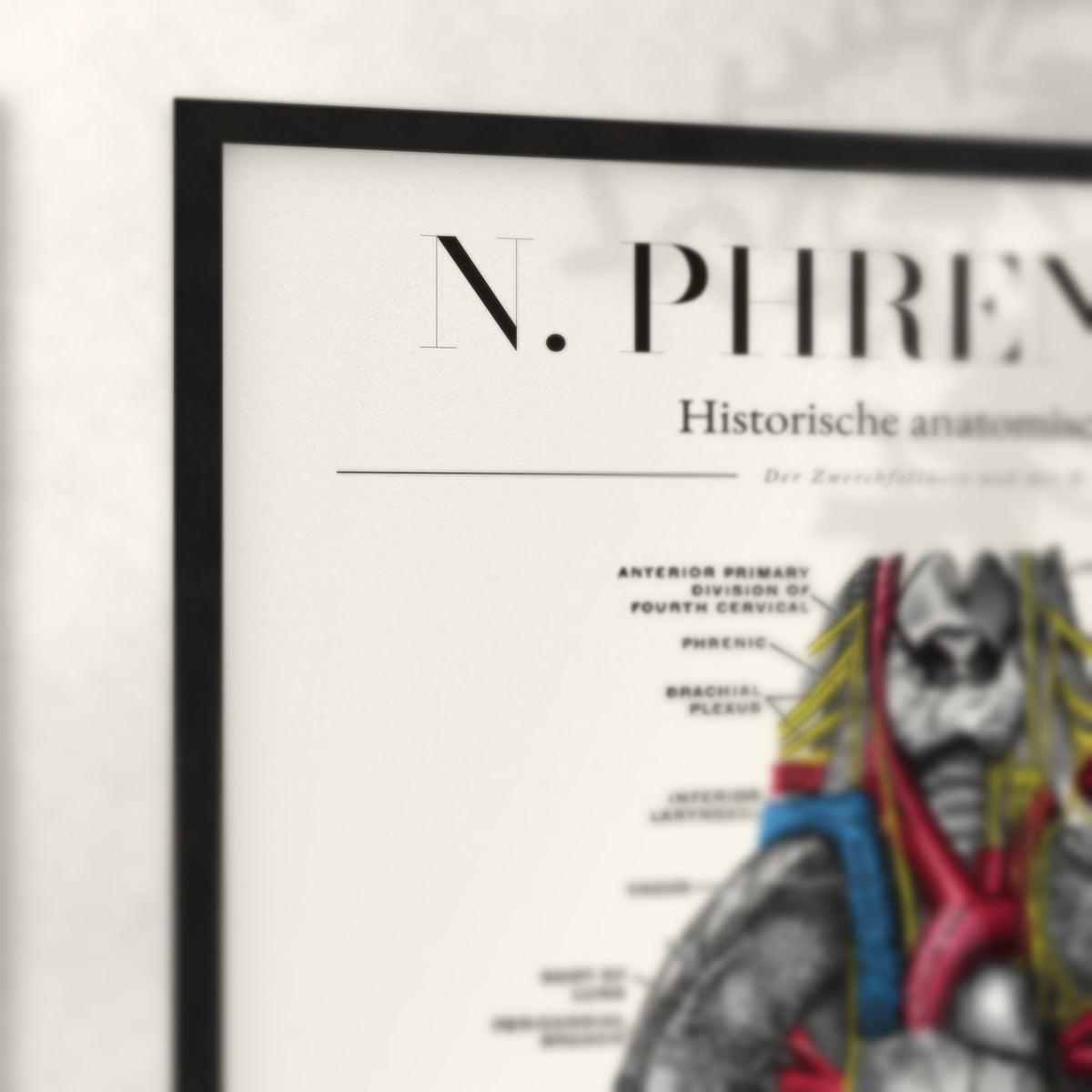 Nahaufnahme von Rahmenecke und Titel „N. Phrenicus“