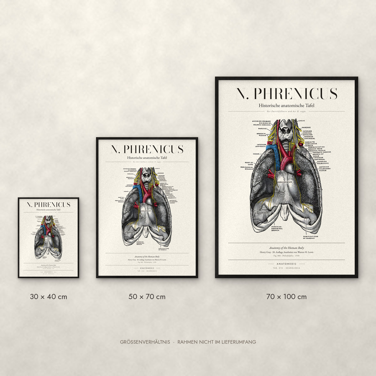N. Phrenicus Poster im Größenvergleich: 30 × 40, 50 × 70 und 70 × 100 cm