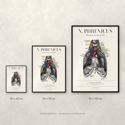 N. Phrenicus Poster im Größenvergleich: 30 × 40, 50 × 70 und 70 × 100 cm