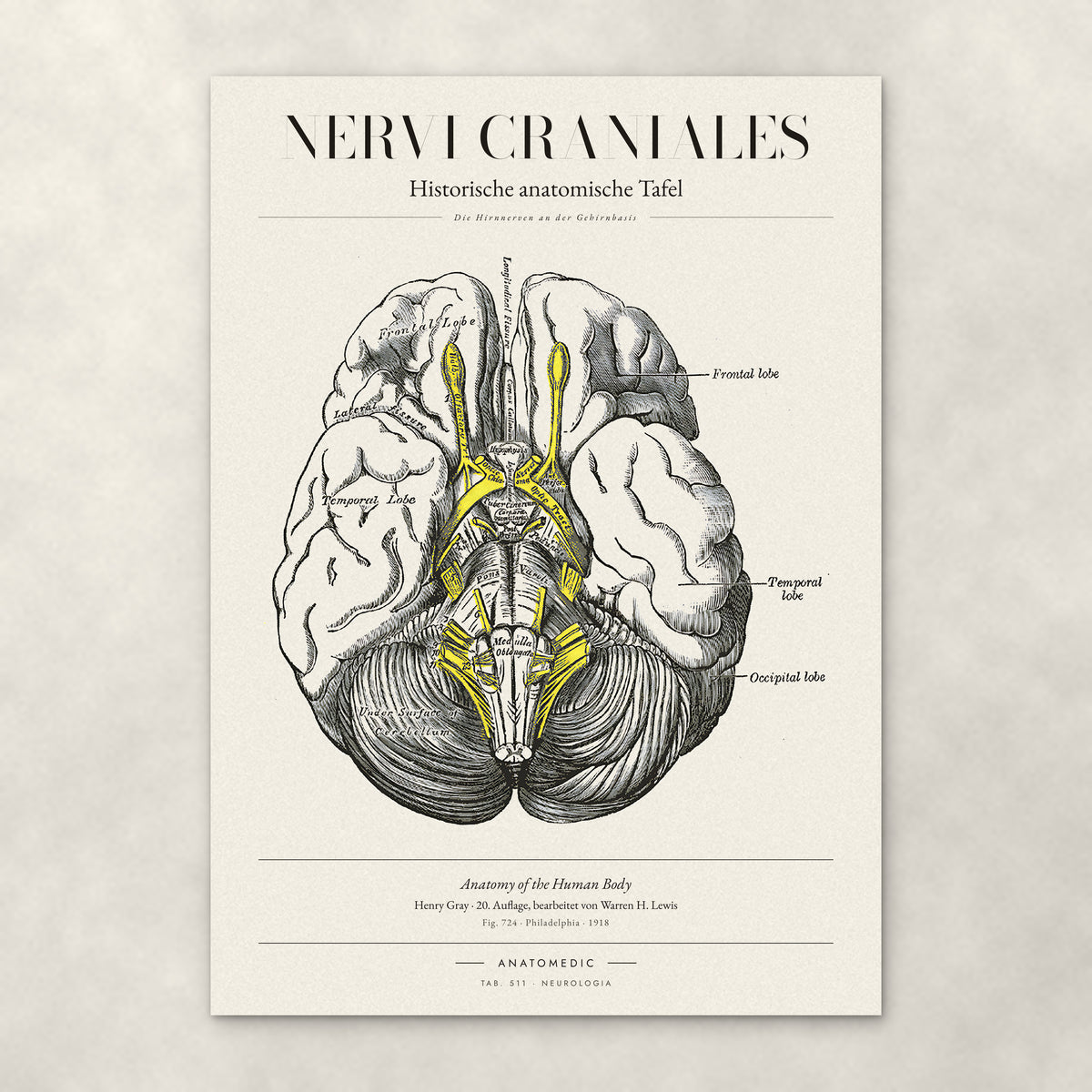 Nervi Craniales – Anatomie-Poster von ANATOMEDIC, historische anatomische Tafel: Die Hirnnerven an der Gehirnbasis
