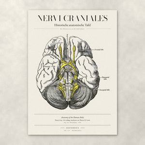 Nervi Craniales – Anatomie-Poster von ANATOMEDIC, historische anatomische Tafel: Die Hirnnerven an der Gehirnbasis