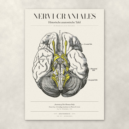 Nervi Craniales – Anatomie-Poster von ANATOMEDIC, historische anatomische Tafel: Die Hirnnerven an der Gehirnbasis