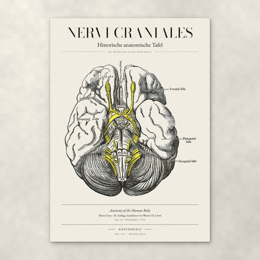 Nervi Craniales – Anatomie-Poster von ANATOMEDIC, historische anatomische Tafel: Die Hirnnerven an der Gehirnbasis