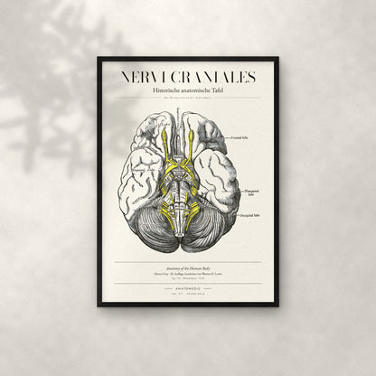Nervi Craniales Anatomie-Poster im schwarzen Rahmen an heller Wand