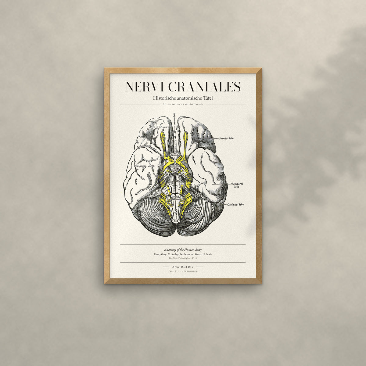 Nervi Craniales Anatomie-Poster im Eichenrahmen an heller Wand