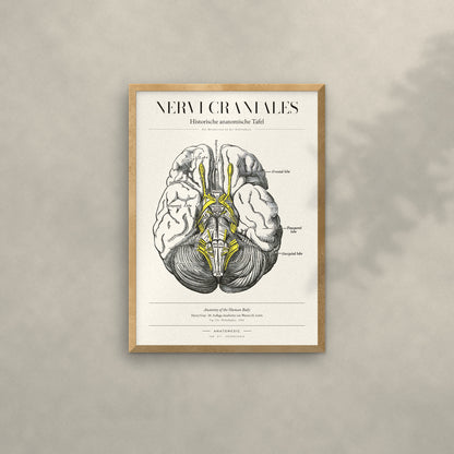 Nervi Craniales Anatomie-Poster im Eichenrahmen an heller Wand