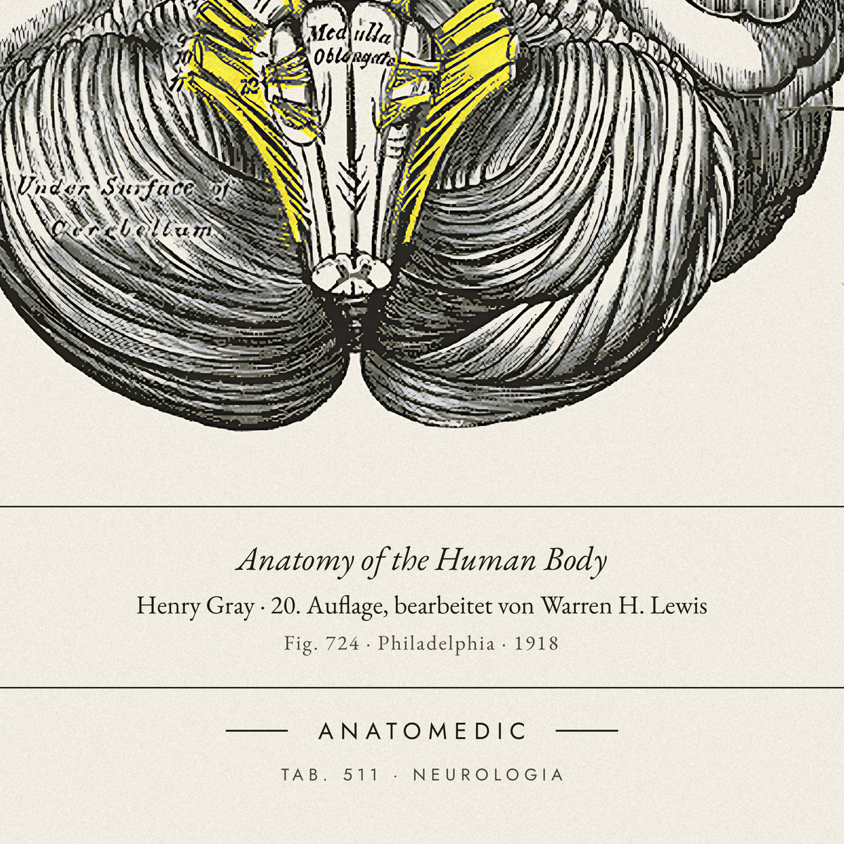 Nahaufnahme der Bildunterschrift: Anatomy of the Human Body · Henry Gray · 20. Auflage, bearbeitet von Warren H. Lewis, TAB. 511 · NEUROLOGIA
