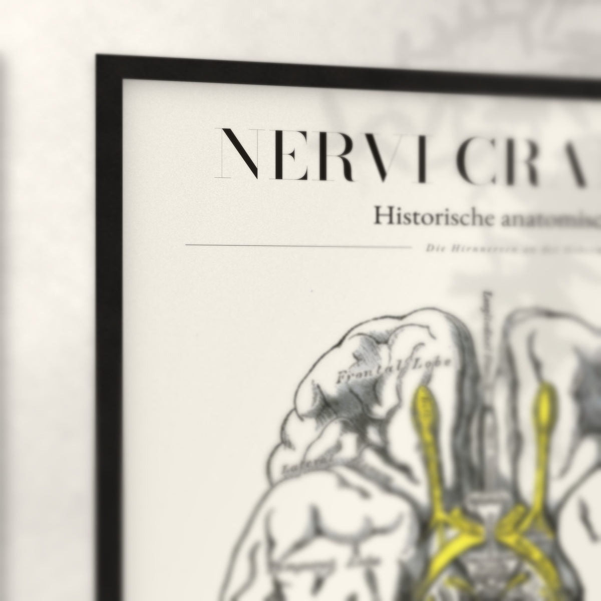 Nahaufnahme von Rahmenecke und Titel „Nervi Craniales“