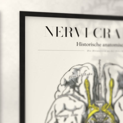 Nahaufnahme von Rahmenecke und Titel „Nervi Craniales“