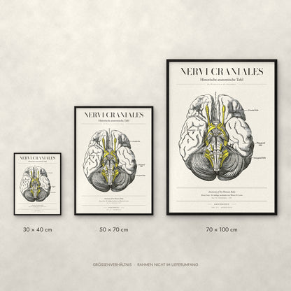 Nervi Craniales Poster im Größenvergleich: 30 × 40, 50 × 70 und 70 × 100 cm