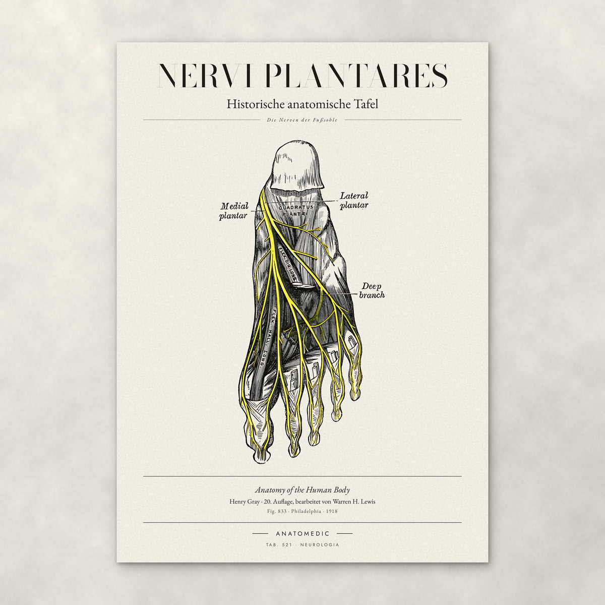 Nervi Plantares – Anatomie-Poster von ANATOMEDIC, historische anatomische Tafel: Die Nerven der Fußsohle