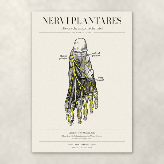 Nervi Plantares – Anatomie-Poster von ANATOMEDIC, historische anatomische Tafel: Die Nerven der Fußsohle