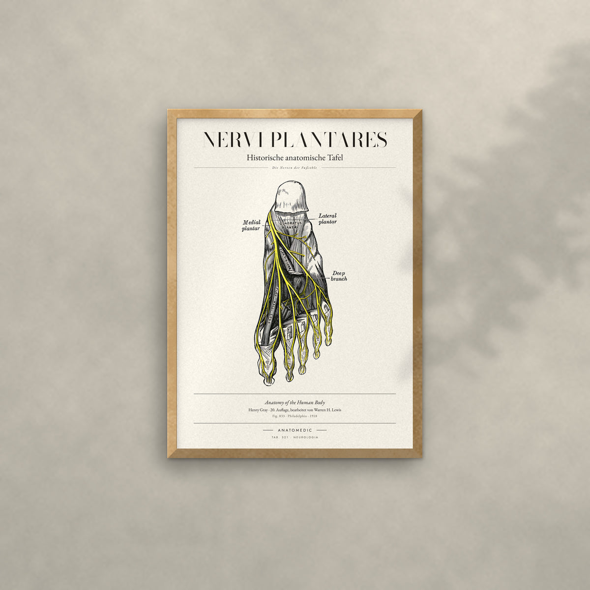 Nervi Plantares Anatomie-Poster im Eichenrahmen an heller Wand