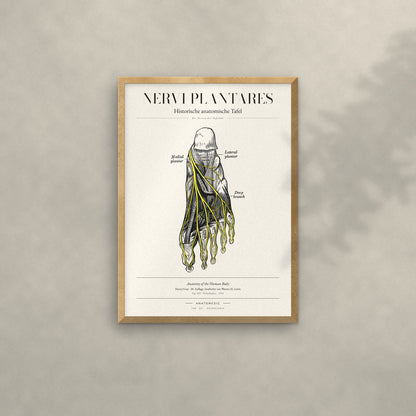 Nervi Plantares Anatomie-Poster im Eichenrahmen an heller Wand