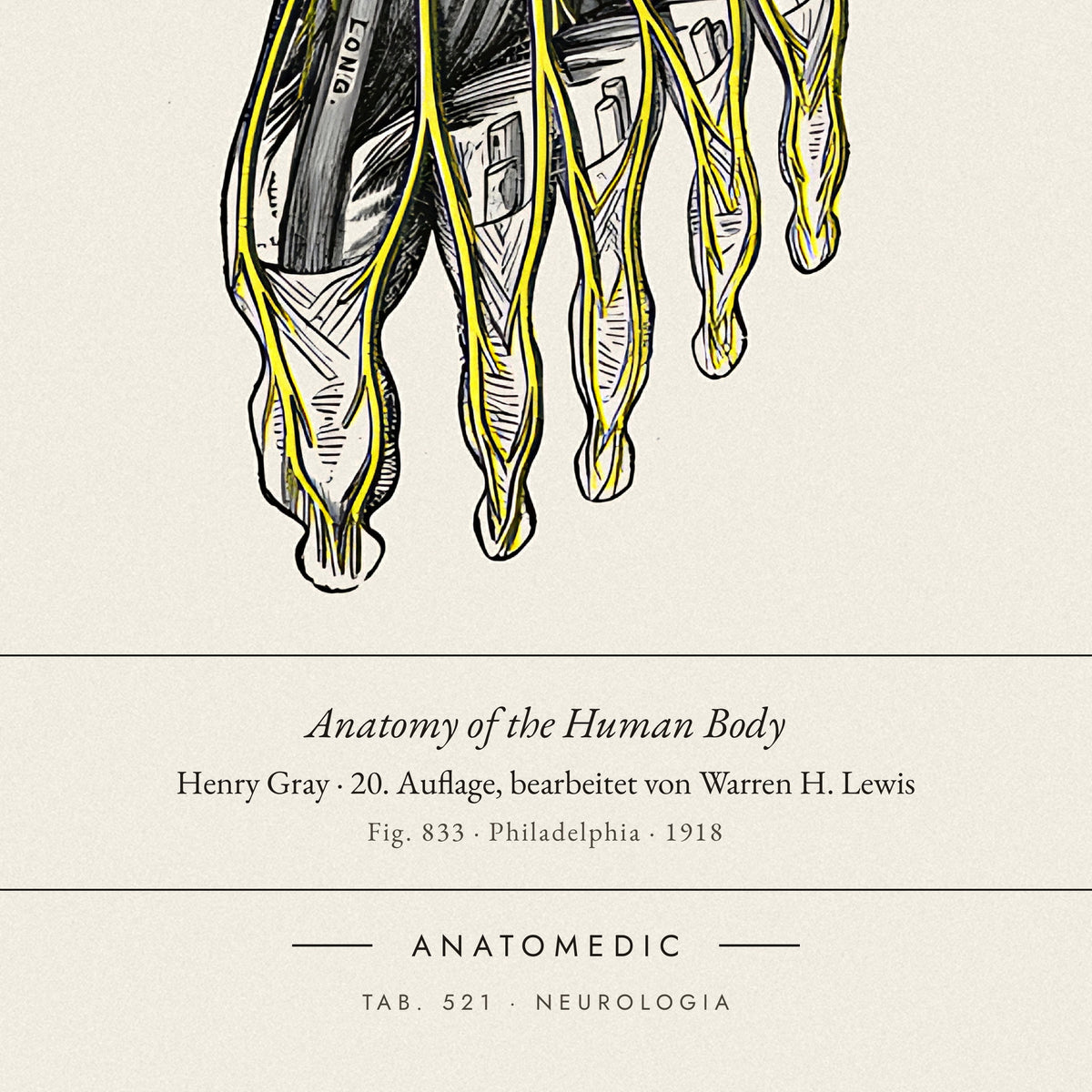 Nahaufnahme der Bildunterschrift: Anatomy of the Human Body · Henry Gray · 20. Auflage, bearbeitet von Warren H. Lewis, TAB. 521 · NEUROLOGIA