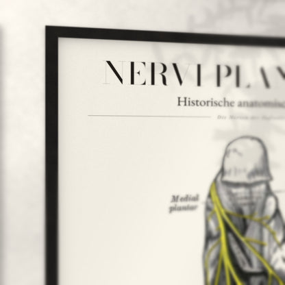 Nahaufnahme von Rahmenecke und Titel „Nervi Plantares“