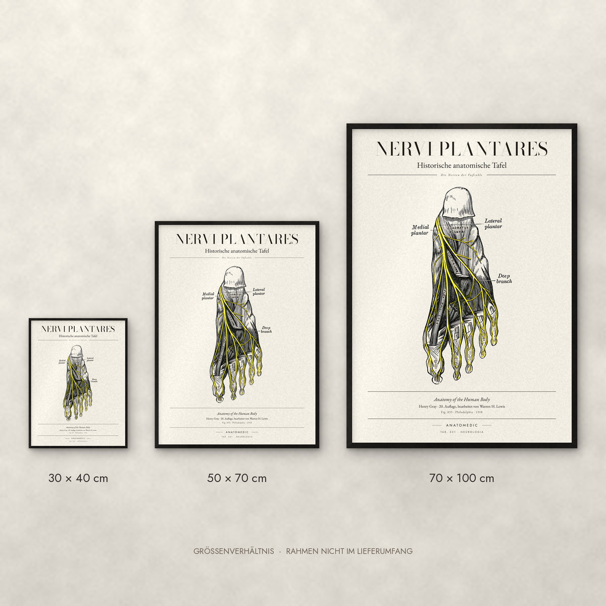 Nervi Plantares Poster im Größenvergleich: 30 × 40, 50 × 70 und 70 × 100 cm
