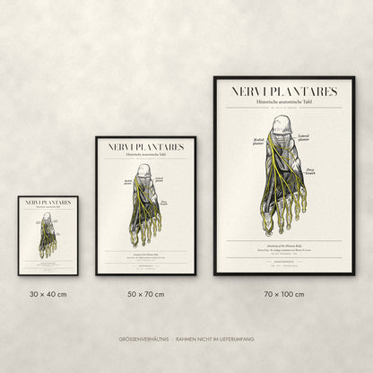 Nervi Plantares Poster im Größenvergleich: 30 × 40, 50 × 70 und 70 × 100 cm
