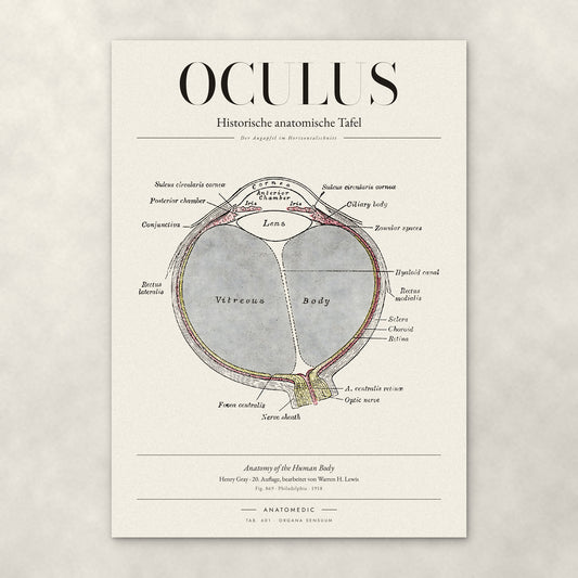 Oculus – Anatomie-Poster von ANATOMEDIC, historische anatomische Tafel: Der Augapfel im Horizontalschnitt