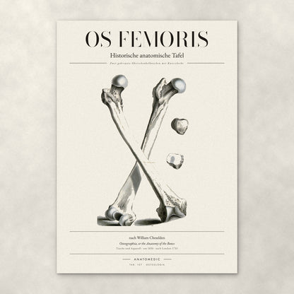 Os Femoris – Anatomie-Poster von ANATOMEDIC, historische anatomische Tafel: Zwei gekreuzte Oberschenkelknochen mit Kniescheibe