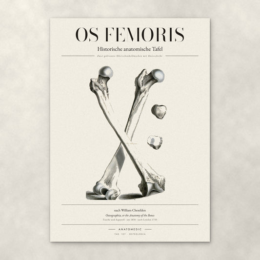 Os Femoris – Anatomie-Poster von ANATOMEDIC, historische anatomische Tafel: Zwei gekreuzte Oberschenkelknochen mit Kniescheibe