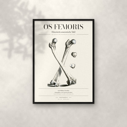 Os Femoris Anatomie-Poster im schwarzen Rahmen an heller Wand