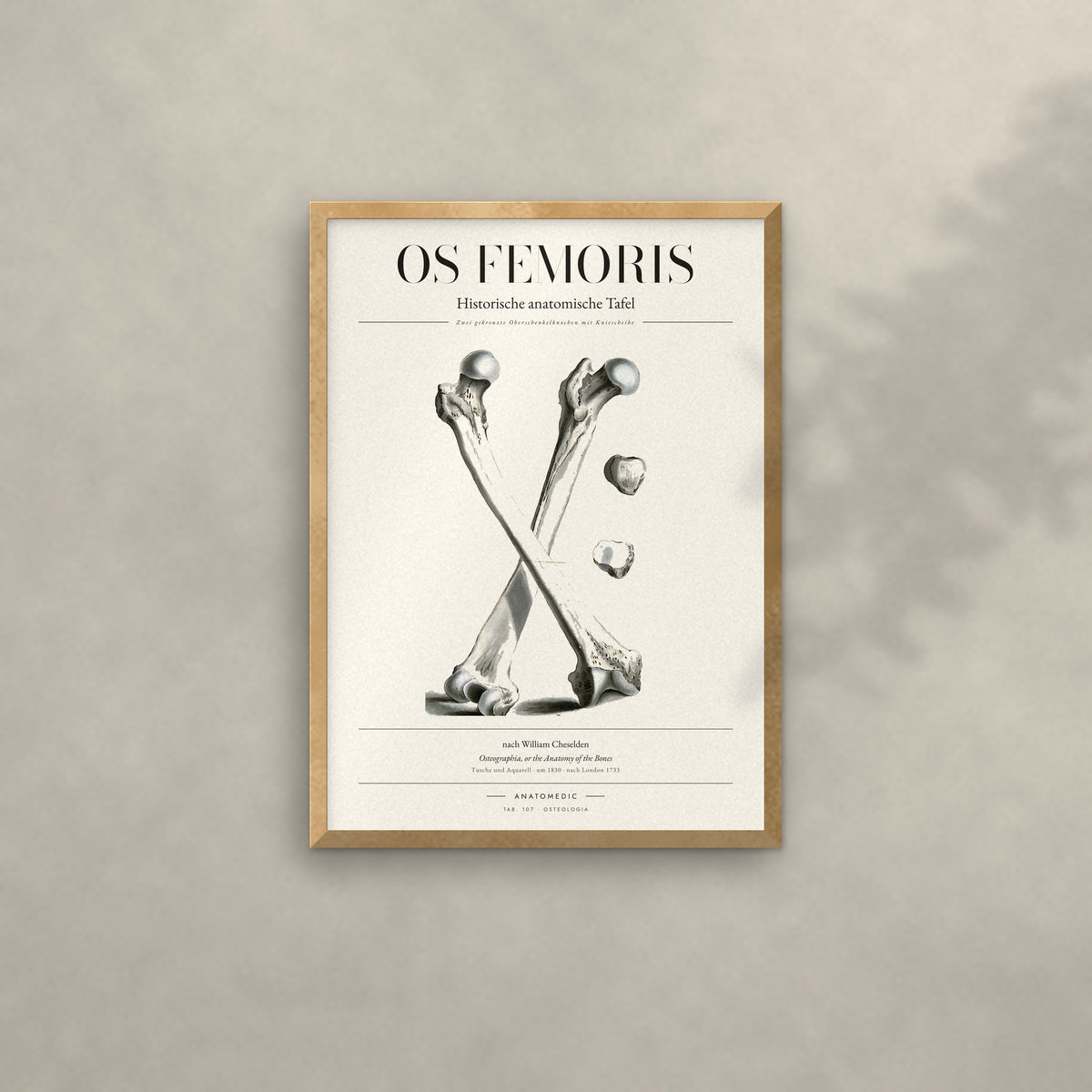 Os Femoris Anatomie-Poster im Eichenrahmen an heller Wand