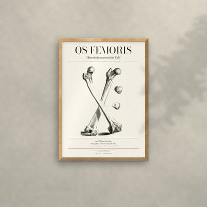 Os Femoris Anatomie-Poster im Eichenrahmen an heller Wand