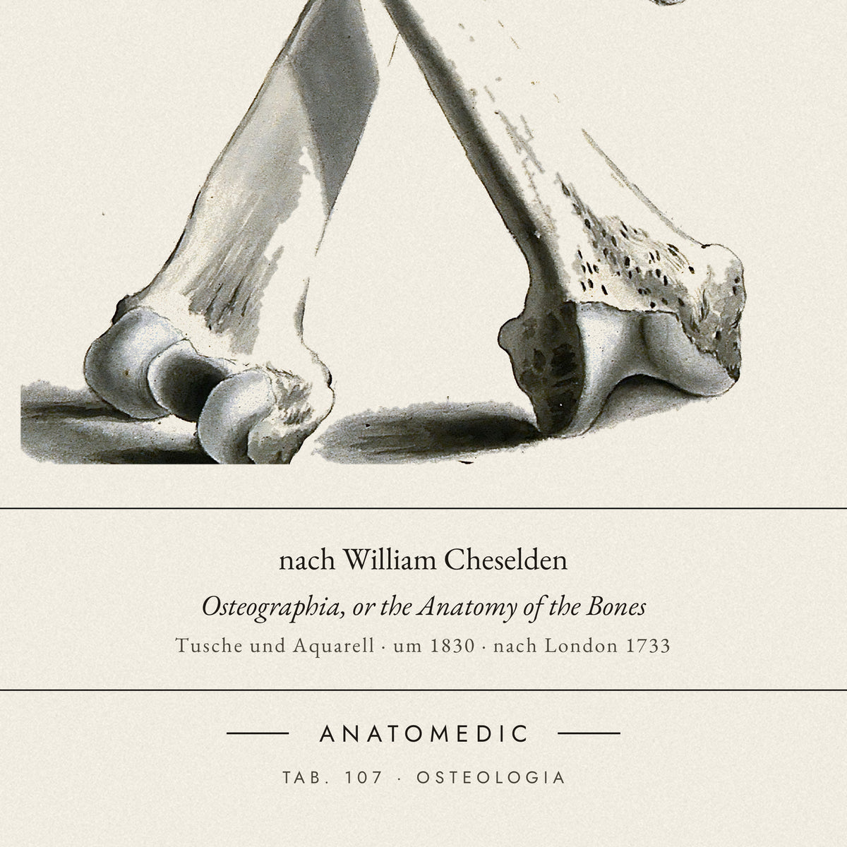 Nahaufnahme der Bildunterschrift: nach William Cheselden · Osteographia, or the Anatomy of the Bones, TAB. 107 · OSTEOLOGIA
