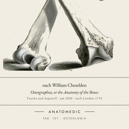 Nahaufnahme der Bildunterschrift: nach William Cheselden · Osteographia, or the Anatomy of the Bones, TAB. 107 · OSTEOLOGIA