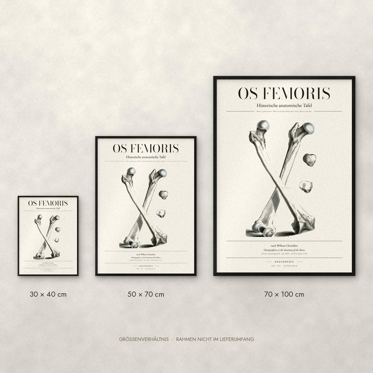 Os Femoris Poster im Größenvergleich: 30 × 40, 50 × 70 und 70 × 100 cm