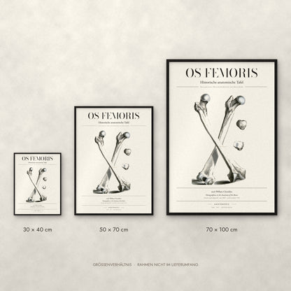 Os Femoris Poster im Größenvergleich: 30 × 40, 50 × 70 und 70 × 100 cm