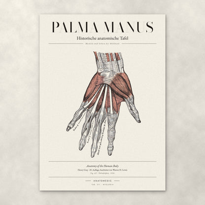 Palma Manus – Anatomie-Poster von ANATOMEDIC, historische anatomische Tafel: Muskeln und Sehnen der Hohlhand