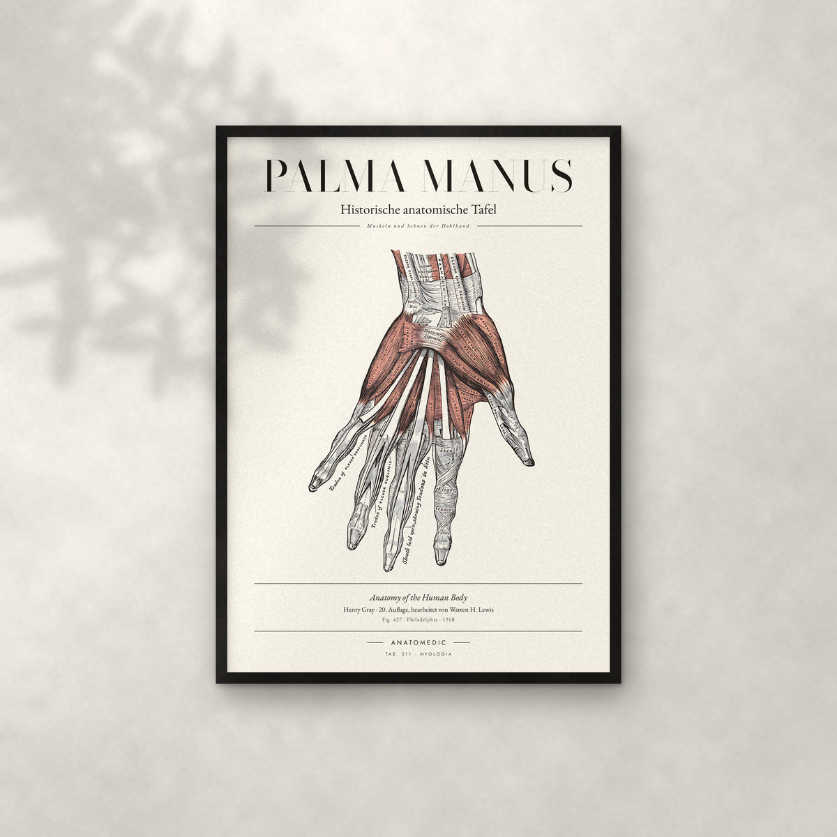 Palma Manus Anatomie-Poster im schwarzen Rahmen an heller Wand