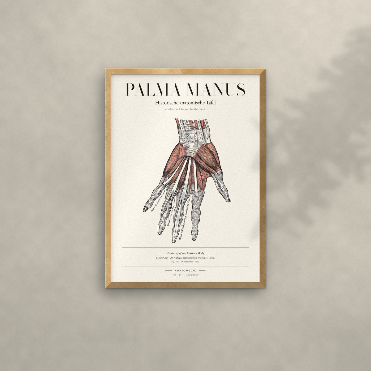 Palma Manus Anatomie-Poster im Eichenrahmen an heller Wand