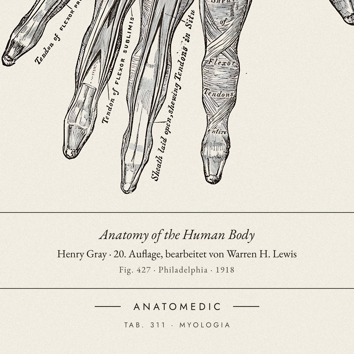 Nahaufnahme der Bildunterschrift: Anatomy of the Human Body · Henry Gray · 20. Auflage, bearbeitet von Warren H. Lewis, TAB. 311 · MYOLOGIA