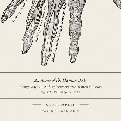 Nahaufnahme der Bildunterschrift: Anatomy of the Human Body · Henry Gray · 20. Auflage, bearbeitet von Warren H. Lewis, TAB. 311 · MYOLOGIA