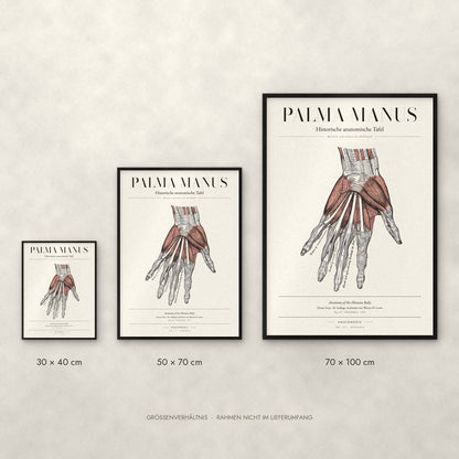 Palma Manus Poster im Größenvergleich: 30 × 40, 50 × 70 und 70 × 100 cm