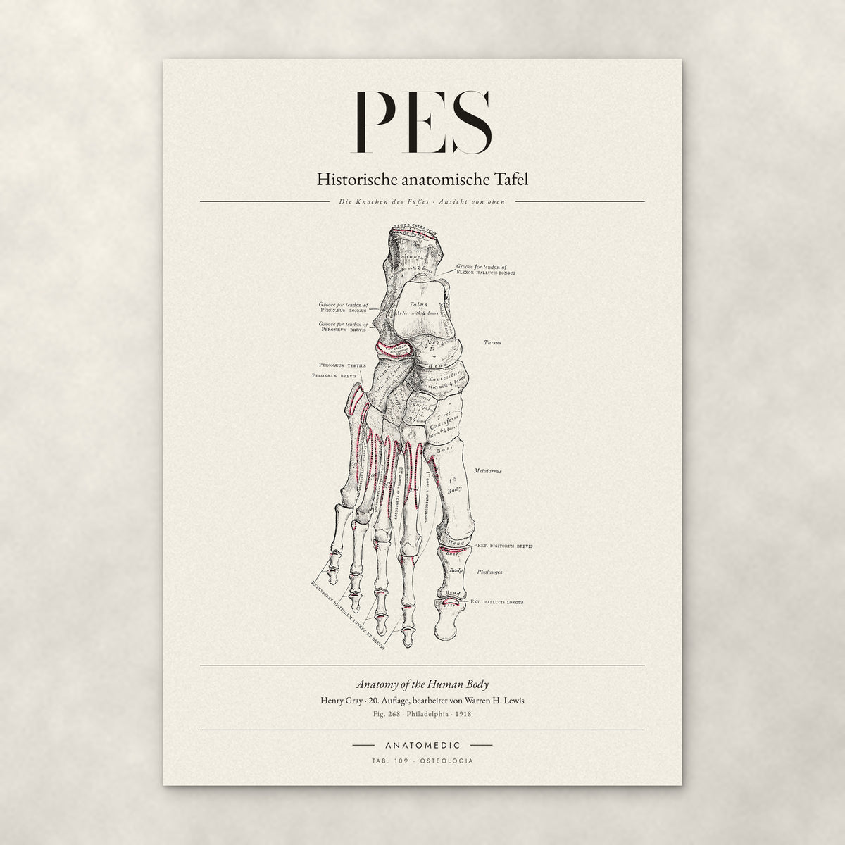 Pes – Die Knochen des Fußes · Ansicht von oben – Anatomie-Poster von ANATOMEDIC, historische anatomische Tafel: Die Knochen des Fußes · Ansicht von oben