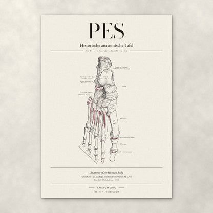 Pes – Die Knochen des Fußes · Ansicht von oben – Anatomie-Poster von ANATOMEDIC, historische anatomische Tafel: Die Knochen des Fußes · Ansicht von oben